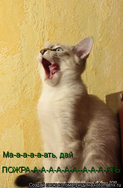Ма-а-а-а-а-ать, дай ПОЖРА-А-А-А-А-А-А--А-А-А-АТЬ... Котоматрица: Ма-а-а-а-а-ать, дай ПОЖРА-А-А-А-А-А-А--А-А-А-АТЬ