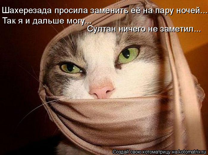Шахерезада просила заменить её на пару ночей... Так я и дальше могу... Султан ничего не заметил...... Котоматрица: Шахерезада просила заменить её на пару ночей... Так я и дальше могу... Султан ничего не заметил...
