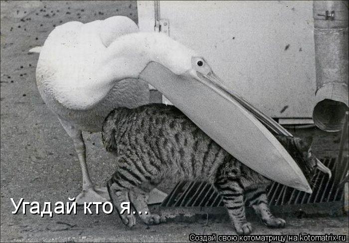 Угадай кто я... Угадай кто я...... Котоматрица: Угадай кто я... Угадай кто я...