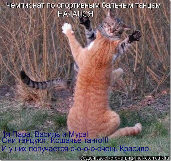 Чемпионат по спортивным бальным танцам НАЧАЛСЯ 1я Пара: Василь и Мура! Они танцуют: Кошачье танго!!! ... Котоматрица: Чемпионат по спортивным бальным танцам НАЧАЛСЯ 1я Пара: Василь и Мура! Они танцуют: Кошачье танго!!! И у них получается о-о-о-о-очень Красиво