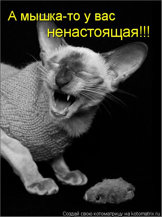 А мышка-то у вас ненастоящая!!!... Котоматрица: А мышка-то у вас ненастоящая!!!