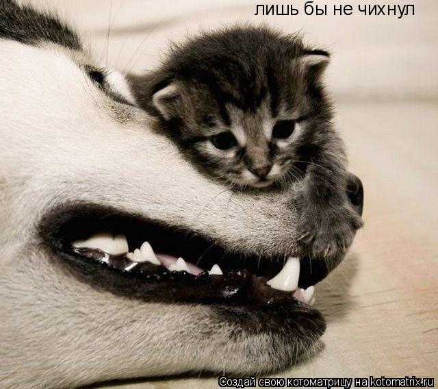 Котоматрица: лишь бы не чихнул