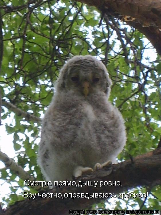 Смотрю прямо,дышу ровно, Вру честно,оправдываюсь красиво!... Котоматрица: Смотрю прямо,дышу ровно, Вру честно,оправдываюсь красиво!
