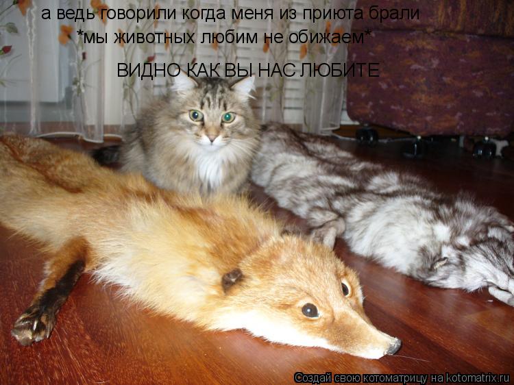 а ведь говорили когда меня из приюта брали *мы животных любим не обижаем* ВИДНО КАК ВЫ НАС ЛЮБИТЕ... Котоматрица: а ведь говорили когда меня из приюта брали *мы животных любим не обижаем* ВИДНО КАК ВЫ НАС ЛЮБИТЕ