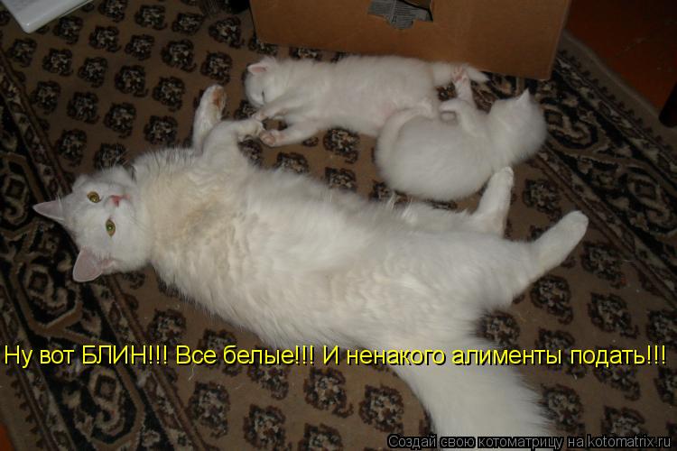 Ну вот БЛИН!!! Все белые!!! Ну вот БЛИН!!! Все белые!!! И ненакого алименты подать!!!... Котоматрица: Ну вот БЛИН!!! Все белые!!! Ну вот БЛИН!!! Все белые!!! И ненакого алименты подать!!!