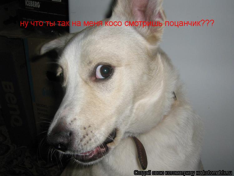 ну что ты так на меня косо смотришь поцанчик???... Котоматрица: ну что ты так на меня косо смотришь поцанчик???