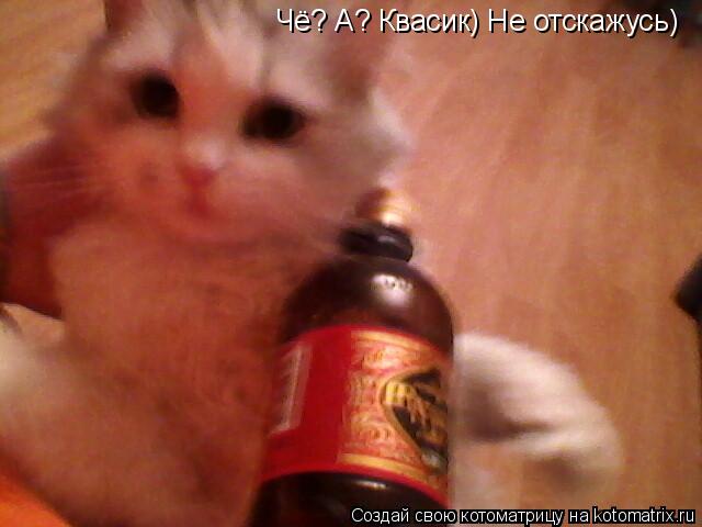 Чё? А? Квасик) Не отскажусь)... Котоматрица: Чё? А? Квасик) Не отскажусь)
