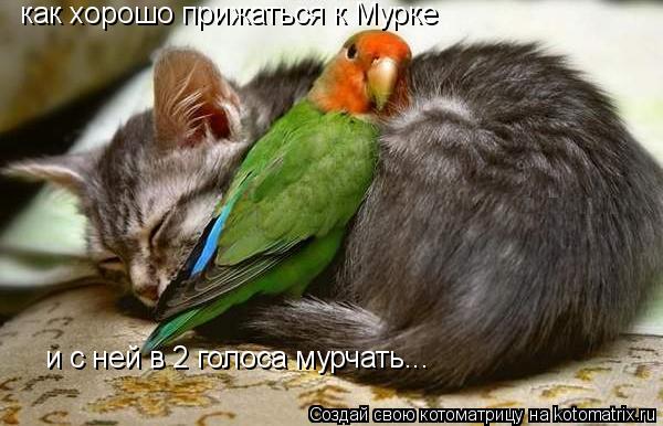 как хорошо прижаться к Мурке и с ней в 2 голоса мурчать...... Котоматрица: как хорошо прижаться к Мурке и с ней в 2 голоса мурчать...