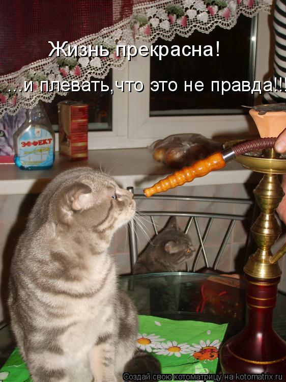 Жизнь прекрасна! ...и плевать,что это не правда!!!... Котоматрица: Жизнь прекрасна! ...и плевать,что это не правда!!!