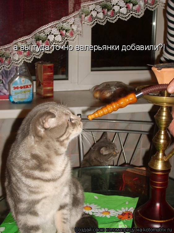 а вы туда точно валерьянки добавили?!... Котоматрица: а вы туда точно валерьянки добавили?!