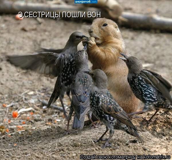 Э,СЕСТРИЦЫ ПОШЛИ ВОН... Котоматрица: Э,СЕСТРИЦЫ ПОШЛИ ВОН