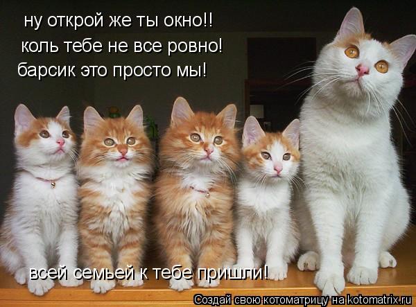 ну открой же ты окно!! коль тебе не все ровно! барсик это просто мы! всей семьей к тебе пришли!... Котоматрица: ну открой же ты окно!! коль тебе не все ровно! барсик это просто мы! всей семьей к тебе пришли!