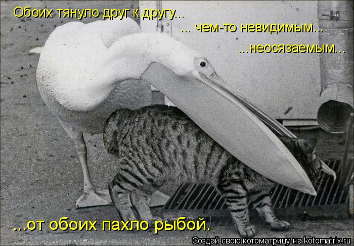 Обоих тянуло друг к другу... ... чем-то невидимым... ...неосязаемым... ...от обоих пахло рыбой.... Котоматрица: Обоих тянуло друг к другу... ... чем-то невидимым... ...неосязаемым... ...от обоих пахло рыбой.