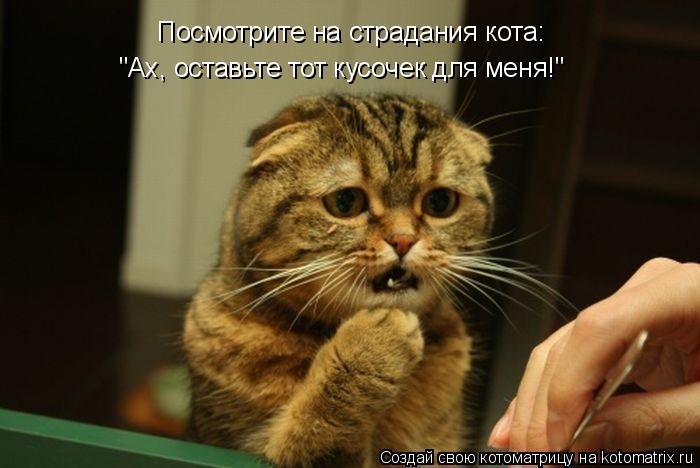 Посмотрите на страдания кота: "Ах, оставьте тот кусочек для меня!"... Котоматрица: Посмотрите на страдания кота: "Ах, оставьте тот кусочек для меня!"
