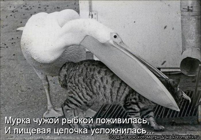 Мурка чужой рыбкой поживилась, И пищевая цепочка усложнилась...... Котоматрица: Мурка чужой рыбкой поживилась, И пищевая цепочка усложнилась...