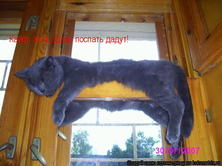 Кайф. Хоть здесь поспать дадут!... Котоматрица: Кайф. Хоть здесь поспать дадут!