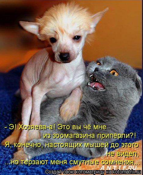 Котоматрица: Я, конечно, настоящих мышей до этого не видел, ...но терзают меня смутные сомнения... - Э! Хозяева-а! Это вы чё мне из зоомагазина припёрли?!