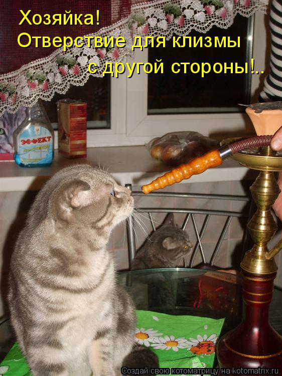 Котоматрица: Хозяйка! Отверствие для клизмы  с другой стороны!..