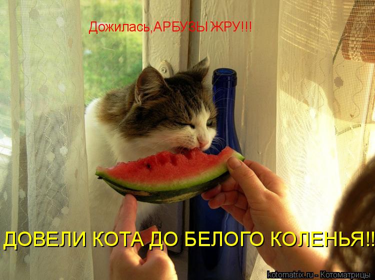 Дожилась,АРБУЗЫ ЖРУ!!! ДОВЕЛИ КОТА ДО БЕЛОГО КОЛЕНЬЯ!!!... Котоматрица: Дожилась,АРБУЗЫ ЖРУ!!! ДОВЕЛИ КОТА ДО БЕЛОГО КОЛЕНЬЯ!!!