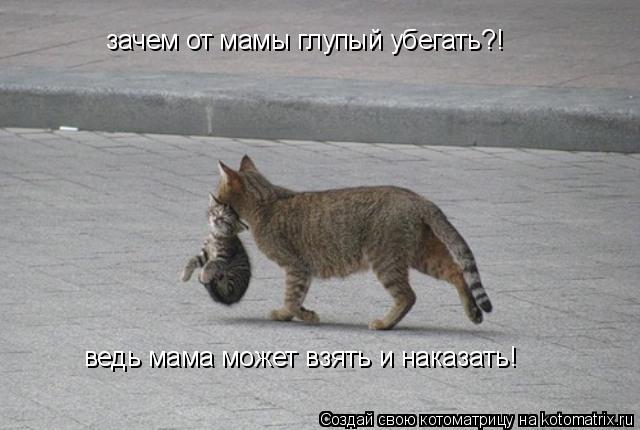 зачем от мамы глупый убегать?! ведь мама может взять и наказать!... Котоматрица: зачем от мамы глупый убегать?! ведь мама может взять и наказать!