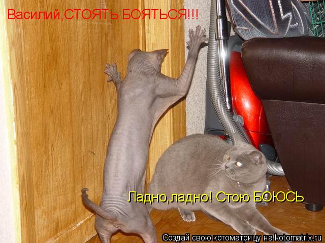 Василий,СТОЯТЬ БОЯТЬСЯ!!! Ладно,ладно! Стою БОЮСЬ... Котоматрица: Василий,СТОЯТЬ БОЯТЬСЯ!!! Ладно,ладно! Стою БОЮСЬ