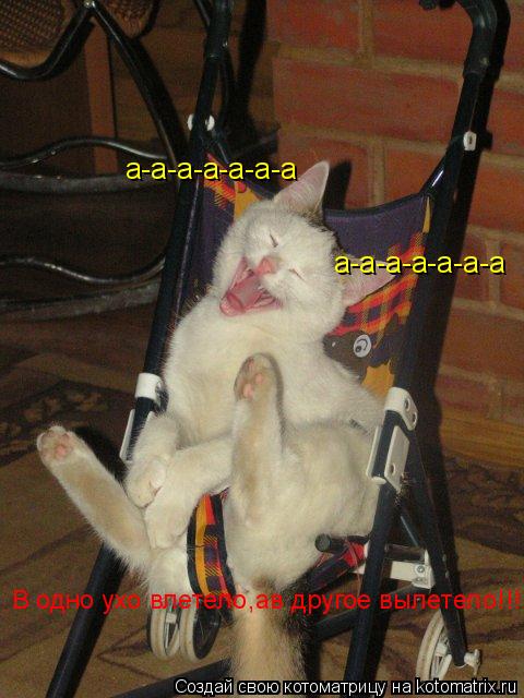 а-а-а-а-а-а-а а-а-а-а-а-а-а В одно ухо влетело,ав другое вылетело!!!... Котоматрица: а-а-а-а-а-а-а а-а-а-а-а-а-а В одно ухо влетело,ав другое вылетело!!!