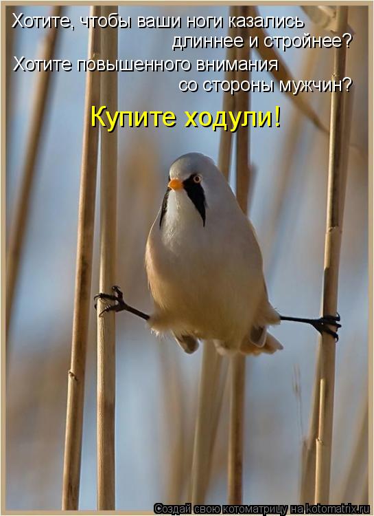 Хотите, чтобы ваши ноги казались длиннее и стройнее? Купите ходули! Хотите повышенного внимания со с... Котоматрица: Хотите, чтобы ваши ноги казались длиннее и стройнее? Купите ходули! Хотите повышенного внимания со стороны мужчин?