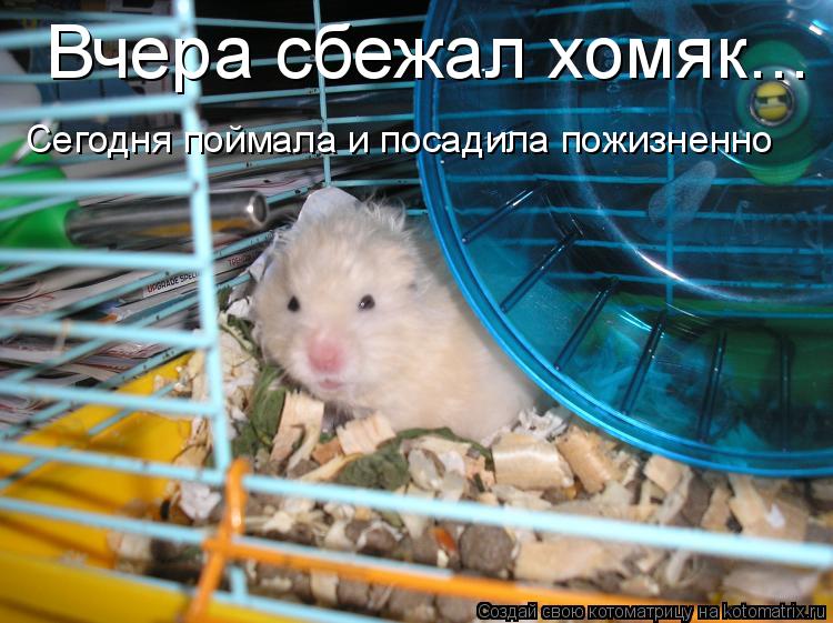 Вчера сбежал хомяк... Сегодня поймала и посадила пожизненно... Котоматрица: Вчера сбежал хомяк... Сегодня поймала и посадила пожизненно