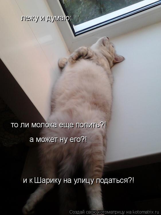 лежу и думаю: то ли молока еще попить?! а может ну его?! и к Шарику на улицу податься?!... Котоматрица: лежу и думаю: то ли молока еще попить?! а может ну его?! и к Шарику на улицу податься?!
