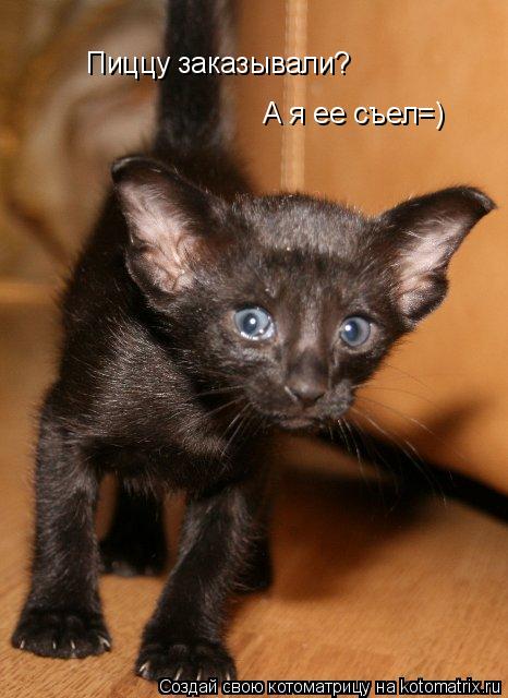 Пиццу заказывали? А я ее съел=)... Котоматрица: Пиццу заказывали? А я ее съел=)
