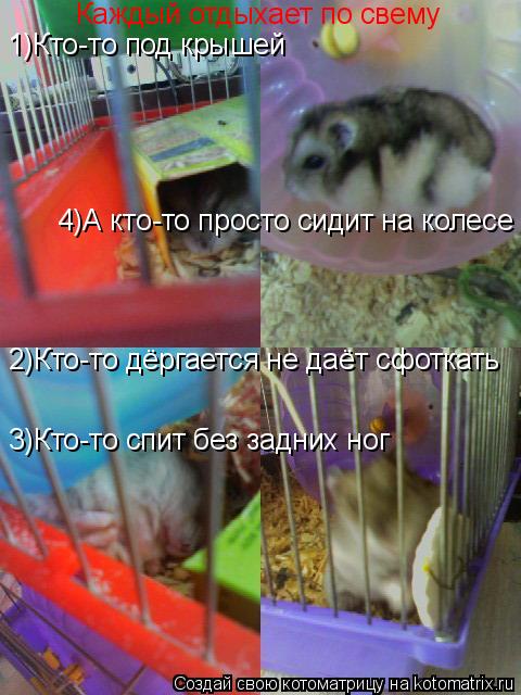 Каждый отдыхает по свему 1)Кто-то под крышей 2)Кто-то дёргается не даёт сфоткать 3)Кто-то спит без за... Котоматрица: Каждый отдыхает по свему 1)Кто-то под крышей 2)Кто-то дёргается не даёт сфоткать 3)Кто-то спит без задних ног 4)А кто-то просто сидит на колесе