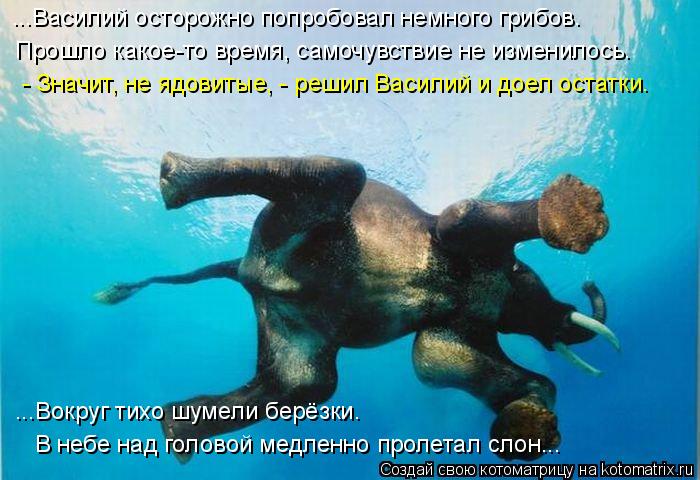 Котоматрица: ...Василий осторожно попробовал немного грибов. Прошло какое-то время, самочувствие не изменилось. - Значит, не ядовитые, - решил Василий и до
