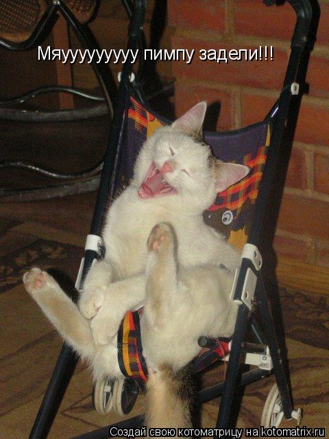 Мяууууууууу пимпу задели!!!... Котоматрица: Мяууууууууу пимпу задели!!!