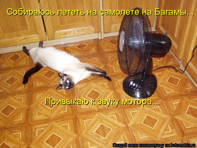 Собираюсь лететь на самолете на Багамы... Привыкаю к звуку мотора...... Котоматрица: Собираюсь лететь на самолете на Багамы... Привыкаю к звуку мотора...