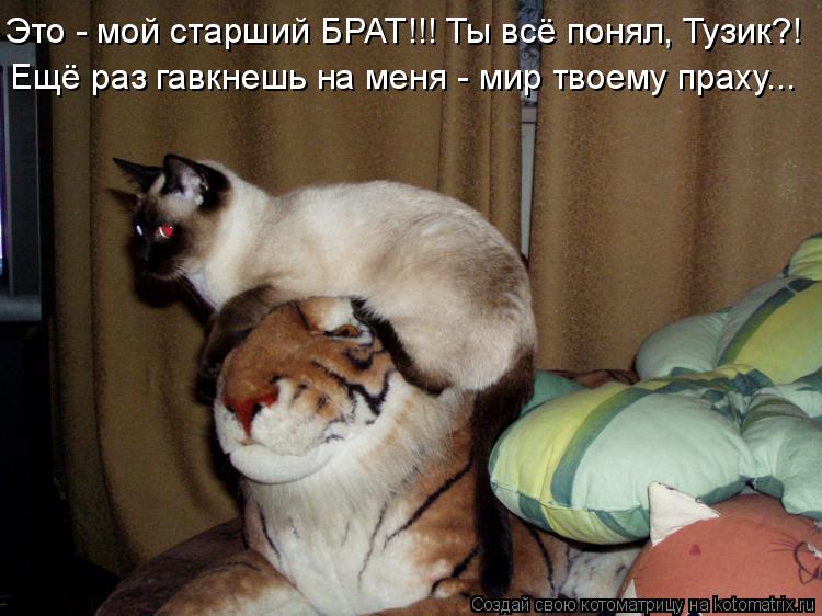 Это - мой старший БРАТ!!! Ты всё понял, Тузик?! Ещё раз гавкнешь на меня - мир твоему праху...... Котоматрица: Это - мой старший БРАТ!!! Ты всё понял, Тузик?! Ещё раз гавкнешь на меня - мир твоему праху...