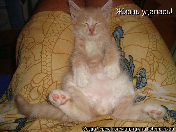 Жизнь удалась!... Котоматрица: Жизнь удалась!