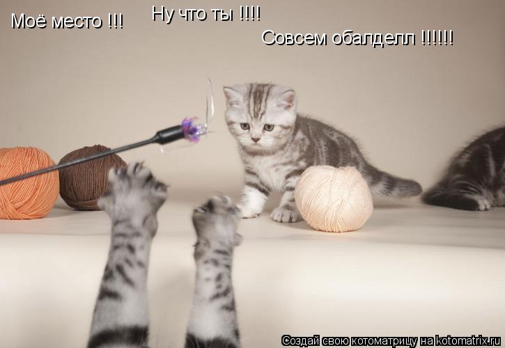 Ну что ты !!!! Совсем обалделл !!!!!! Моё место !!!... Котоматрица: Ну что ты !!!! Совсем обалделл !!!!!! Моё место !!!