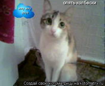 опять колбаски мяу мяу yaya... Котоматрица: опять колбаски мяу мяу yaya