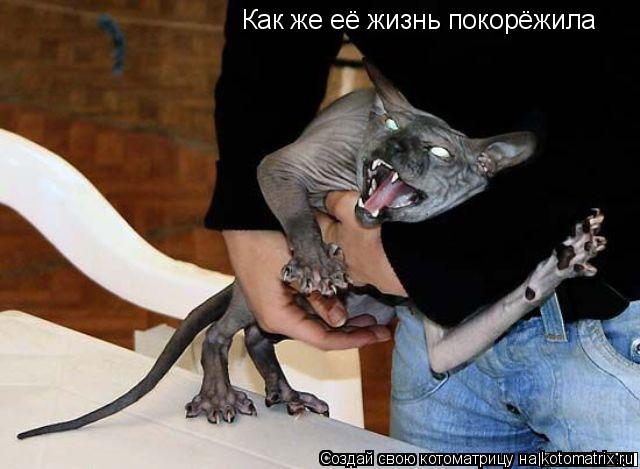 Как же её жизнь покорёжила... Котоматрица: Как же её жизнь покорёжила