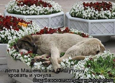 легла Машенька на Мишуткину кровать и уснула..... Котоматрица: легла Машенька на Мишуткину кровать и уснула..