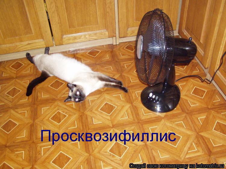 Просквозифиллис... Котоматрица: Просквозифиллис