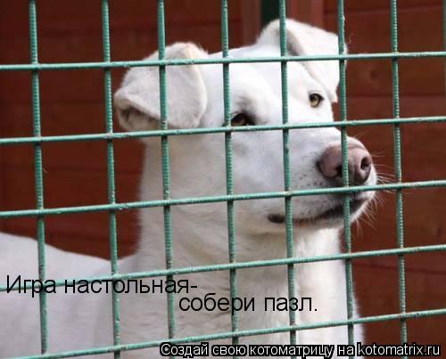 Игра настольная- собери пазл.... Котоматрица: Игра настольная- собери пазл.