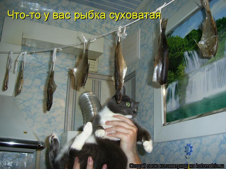 Что-то у вас рыбка суховатая... Котоматрица: Что-то у вас рыбка суховатая