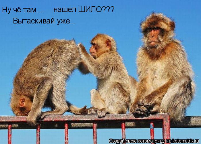 Ну чё там.... нашел ШИЛО??? Вытаскивай уже...... Котоматрица: Ну чё там.... нашел ШИЛО??? Вытаскивай уже...