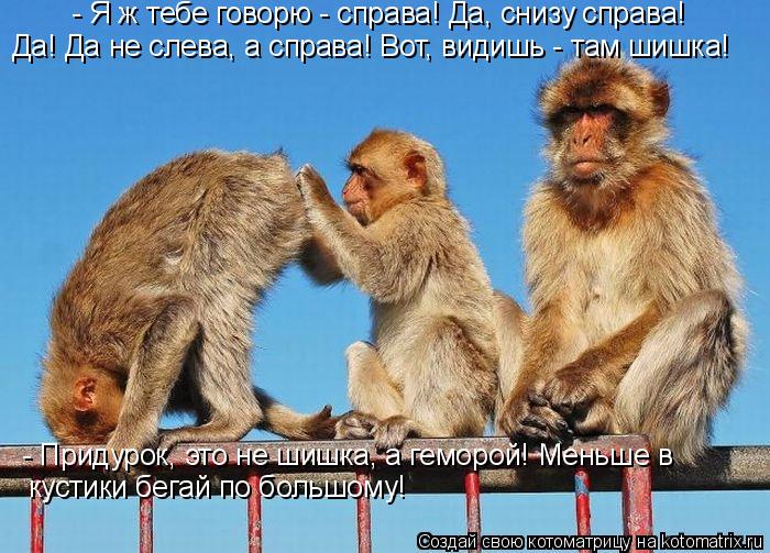 - Я ж тебе говорю - справа! Да, снизу справа! Да! Да не слева, а справа! Вот, видишь - там шишка! - П... Котоматрица: - Я ж тебе говорю - справа! Да, снизу справа! Да! Да не слева, а справа! Вот, видишь - там шишка! - Придурок, это не шишка, а геморой! Меньше в кустик