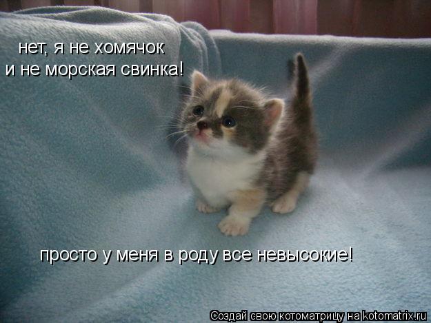 нет, я не хомячок и не морская свинка! просто у меня в роду все невысокие!... Котоматрица: нет, я не хомячок и не морская свинка! просто у меня в роду все невысокие!