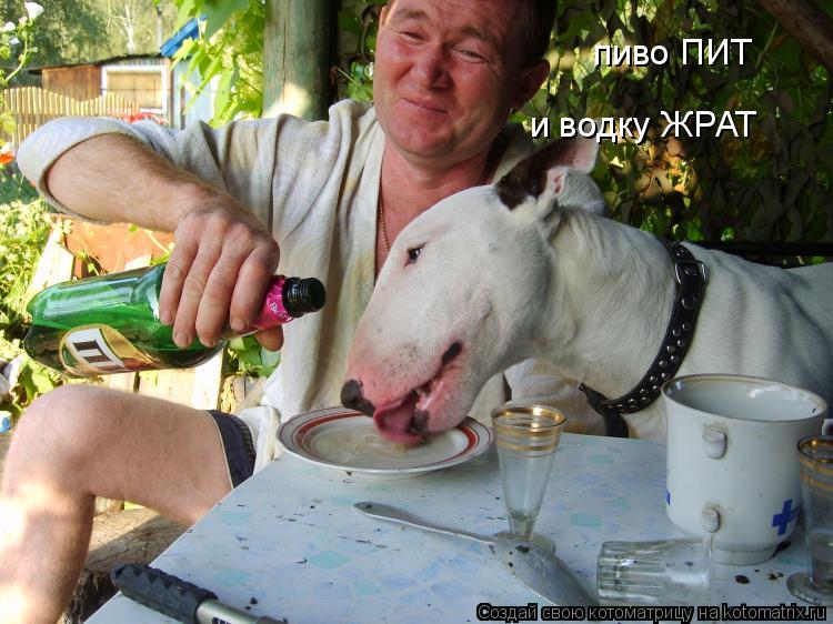 пиво ПИТ и водку ЖРАТ... Котоматрица: пиво ПИТ и водку ЖРАТ