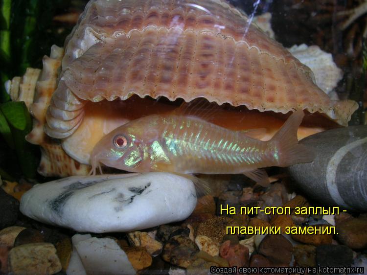 На пит-стоп заплыл - плавники заменил.... Котоматрица: На пит-стоп заплыл - плавники заменил.