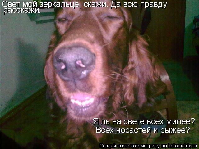 Свет мой,зеркальце, скажи. Да всю правду расскажи. Я ль на свете всех милее? Всех носастей и рыжее?... Котоматрица: Свет мой,зеркальце, скажи. Да всю правду расскажи. Я ль на свете всех милее? Всех носастей и рыжее?