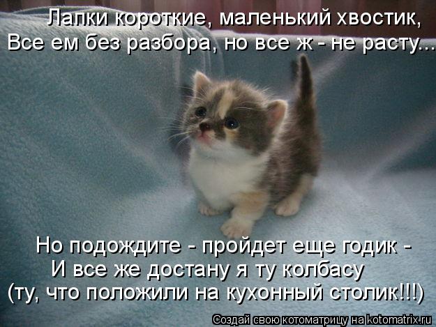Котоматрица: Но подождите - пройдет еще годик -  И все же достану я ту колбасу (ту, что положили на кухонный столик!!!) Лапки короткие, маленький хвостик, Все